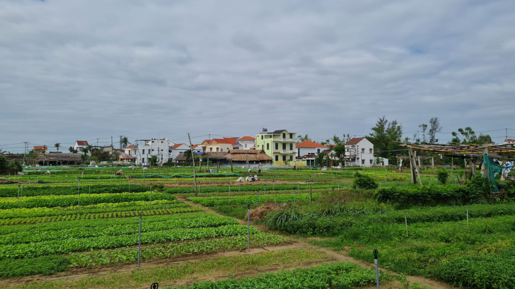 Làng rau Trà Quế, TP. Hội An - Điểm đến du lịch được nhiều du khách nước ngoài chọn lựa